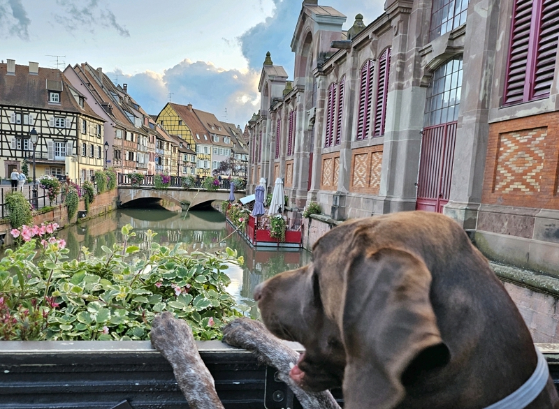 Day 12 – Grindelwald to&nbsp;Colmar