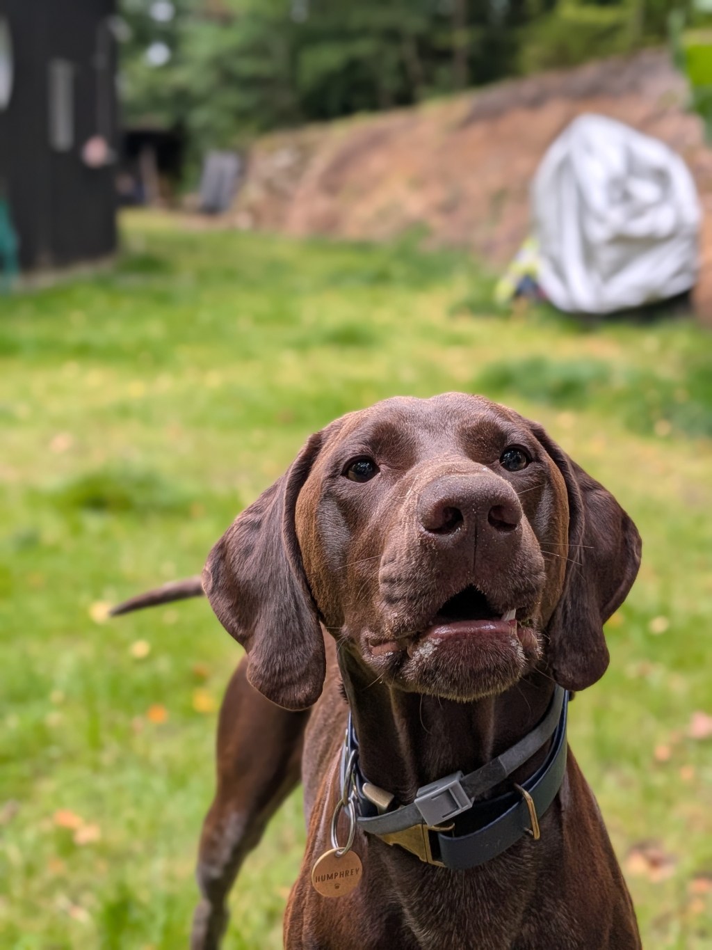 Day 4 – Silkeborg & The Dog Forest&nbsp;🐾🇩🇰