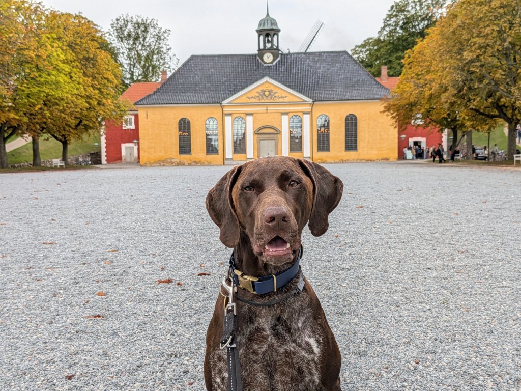 Day 9 – Copenhagen&nbsp;🇩🇰🐾